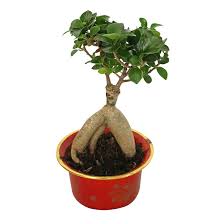 Ficus, jade (yeşim), carmona, ligustrum (şimşir). Bonsai Saksi Migros