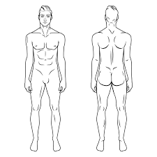 Pin On Figure Drawing Anatomy Reference