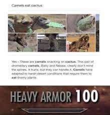 Camels have adapted to harsh desert conditions that require them to eat thorny plants. Camels Eat Cactus Yes These Are Camels Snacking On Cactus This Pair Of Dromedary Camels Baby And Nessie Clearly Don T Mind The Spines It Hurts But They Can Handle It Camels Have Adapted