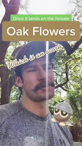 Understanding Oak Flowering Season and Pollen Effects