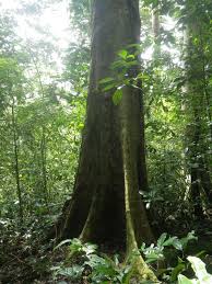 Image result for Afzelia