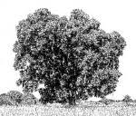 Image result for Secamone stuhlmannii