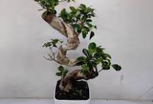 Bonsai Ficus Ginseng S Shape