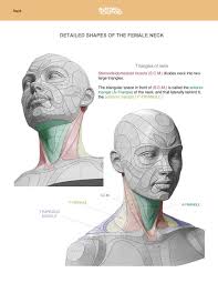 Neck diagram of muscles, arteries, and skeleton. Anatomy For Sculptors Hope Everyone Is Doing Well This Month Form Of The Head And Neck Update Is A Female Model Neck Anatomy Sternocleidomastoid Muscle S C M Divides The Neck Into Two