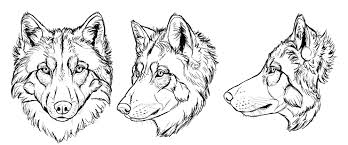 How to draw wolves, step by step, drawing guide, by dawn. Sketchbook Original How To Draw Wolves Monika Zagrobelna