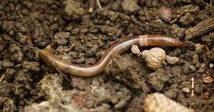 Vermicompost is actually just a fancy name for worm poop. The Crazy Snake Worm Invasion You Haven T Heard About Nrdc