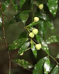 Image result for Rinorea laurentii