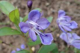 Image result for Rotheca