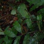 Image result for Lomariopsis guineensis