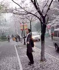 Pengunjung datang dari berbagai penjuru penasaran dengan desain taman sakura alah jepang ini. Chinese People Destroy Cherry Blossom Trees Just To Take The Perfect Selfie World Of Buzz