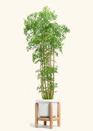 Image result for Polyscias fruticosa