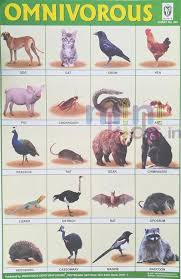 Omnivorous Animals Chart Number 242 Minikids In