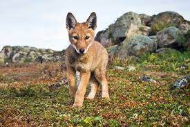 More images for ethiopian wolf » Ethiopian Wolf Project Documenting The Struggle For Survival Of Africa S Wolves
