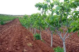 En cada región podemos encontrar diferentes tipos de cultivo, dependiendo de la necesidad de agua, el rendimiento o el objetivo de la explotación. La Superficie De Higueras Crece Un 14 En Un Ano Gracias Al Regadio Hoy