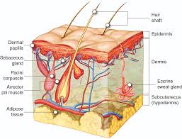 Integumentary Levels of Organization – Anatomy & Physiology