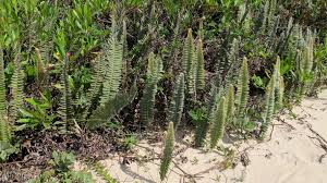 Image result for Pleopeltis