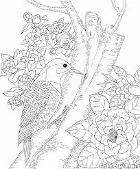 The pdf prints best on standard 8.5 x 11 paper. Coloring Page Woodpecker In The Forest