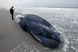 Its long pectoral fins inspired its scientific name, megaptera, which. Humpback Whale Washes Ashore In Nags Head Continuing Unusual Mortality Event For The Species The Virginian Pilot