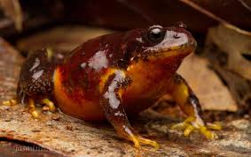 Black And Yellow Frog Australia Red And Yellow Mountain Frog Philoria Kundagungan Amphibians Yellow Mountains