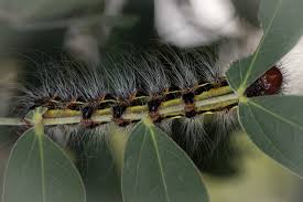 Image result for Mikania sagittifera