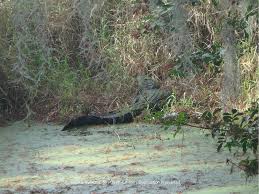 You can put together a loop totaling six miles or take a short stroll. Circle B Bar Reserve A Frightening Walk Down Alligator Alley Top Ten Travel Blog