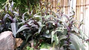 Maybe you would like to learn more about one of these? Joint Rock Garden Plant Committee Alpine Garden Society