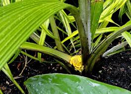 Image result for Molineria