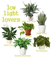 Green Greenhouseplans Plants Indoor Plants Low Light Plants