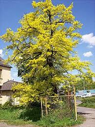 We did not find results for: Quercus Robur Wikipedia