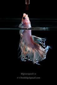 Feeding Betta Betta Betta Fish Fish Jumps