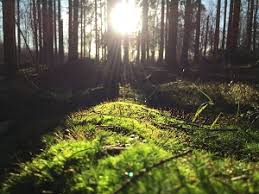 Bridge To Terabithia Quotes Study Com