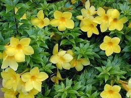 Chandler professor months of the year in central florida. Yellow Allamanda Google Search Plants By Season Plants Indoor Flowers