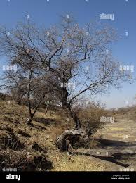 Image result for Ozoroa paniculosa