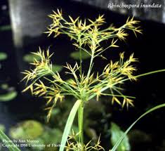 Image result for Rhynchospora gracillima