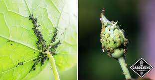 Aphids also secrete a sticky liquid called honeydew that causes black sooty mold to grow. All About Aphids And How To Kill Them Gardening Channel