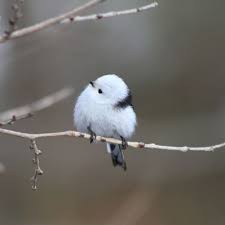 Pin Auf Breathtaking Birds