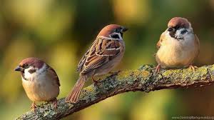 Birds And Their Nests Pictures Uk Pin By Van Diemen S Land Steam Co On House Sparrow Birds Beautiful Birds Cute Birds