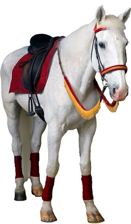 images?q=tbn:ANd9GcQCDCkhNNwiUfENScB1NL8iUc0m-Rgkkxk4GvijZhVA3w&s=10