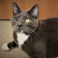 Find your new favorite tee, here! Paws And Claws Humane Society Humane Society Shelter For Dogs And Cats In Rochester Minnesota