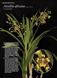 Image result for Ansellia