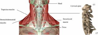 Neck neck muscle anatomy muscle diagram inspirational medical. Structure Of The Human Neck Download Scientific Diagram
