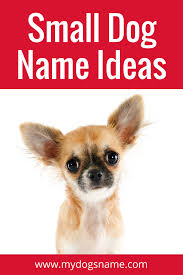 Adorable Small Dog Names 100 Ideas My Dog S Name Dog Names Small Dog Names Funny Dog Names