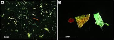 Plastic centre sdn bhd was bought out by advantage partners on may 31, 2018. Frontiers Dispersion Accumulation And The Ultimate Fate Of Microplastics In Deep Marine Environments A Review And Future Directions Earth Science