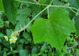 Image result for Sicyos