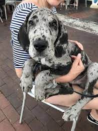 Great dane puppies canton ohio. 530 Great Dane My Future Dog Ideas Great Dane Dane Great Dane Dogs