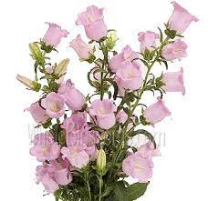Campanula Pink Flowers Campanula Flowers Wholesale Flowers Flowers