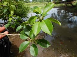 Image result for Excoecaria bussei