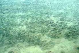 Image result for Thalassia hemprichii
