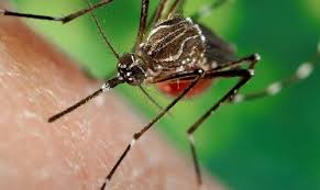 Image result for Dengue