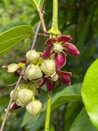 Image result for Mondia ecornuta